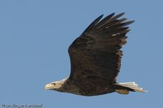 Seeadler (3 von 11).jpg